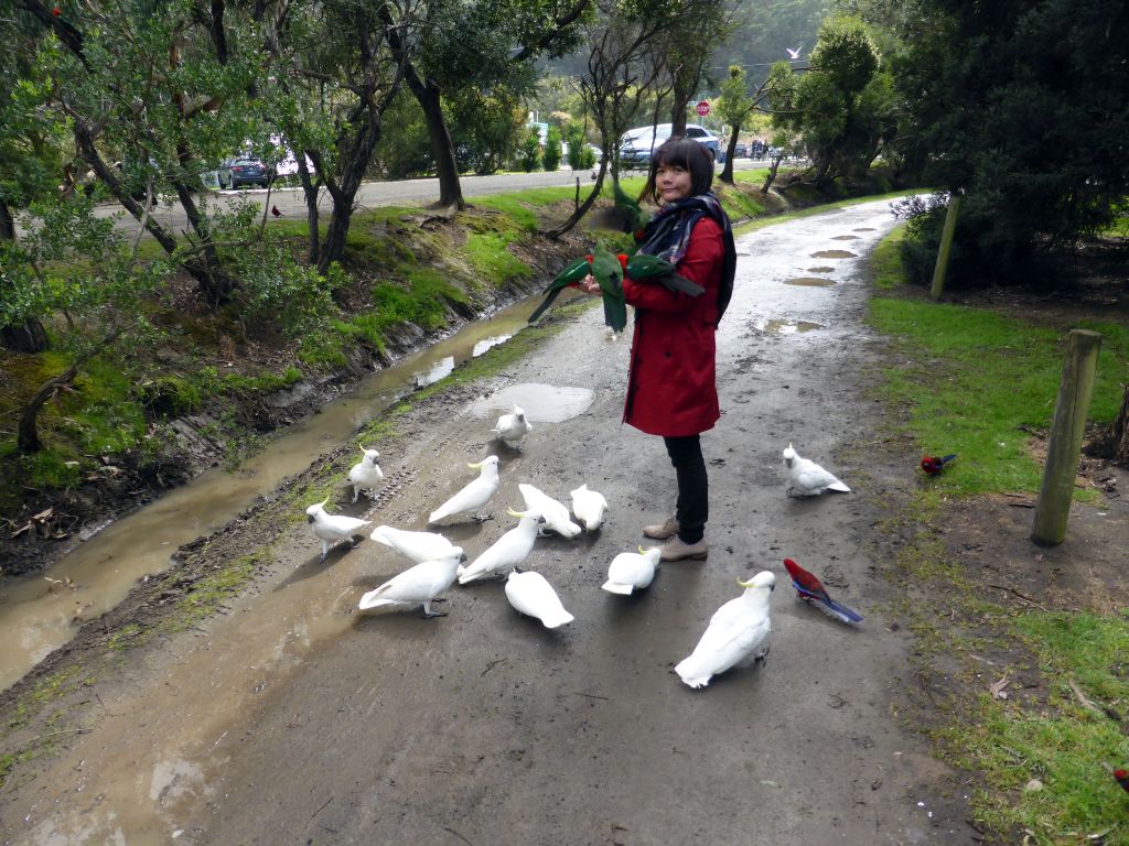 Miaomiao with Australian king parrots and Sulphur-crested cockatoos at the Kennett River Holiday Park