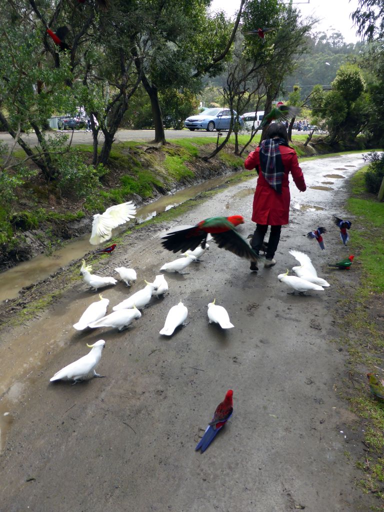 Miaomiao with Australian king parrots and Sulphur-crested cockatoos at the Kennett River Holiday Park