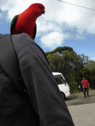 Tim with an Australian king parrot at the Kennett River Holiday Park