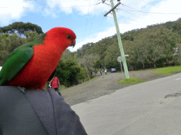 Tim with an Australian king parrot at the Kennett River Holiday Park