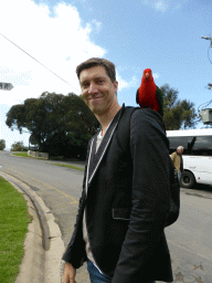 Tim with an Australian king parrot at the Kennett River Holiday Park