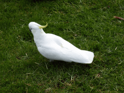Sulphur-crested cockatoo on the grass at the Kennett River Holiday Park