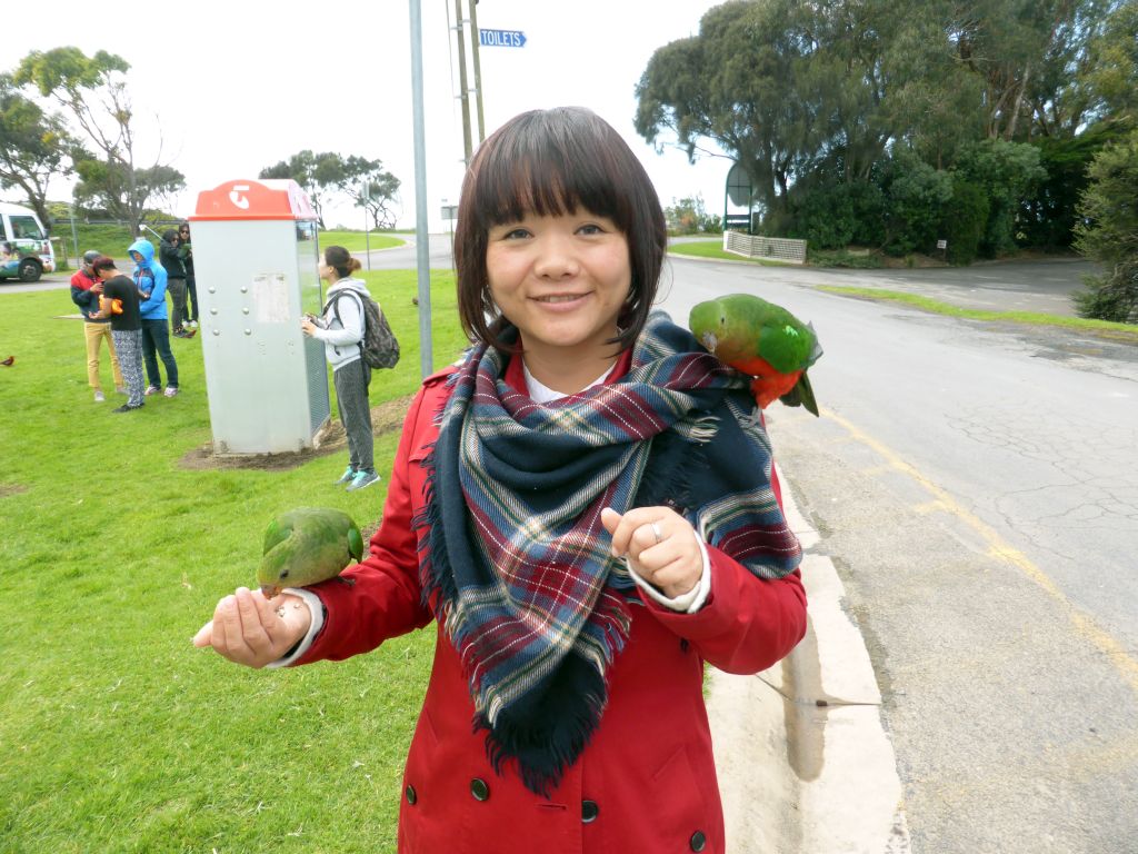 Miaomiao with Australian king parrots at the Kennett River Holiday Park