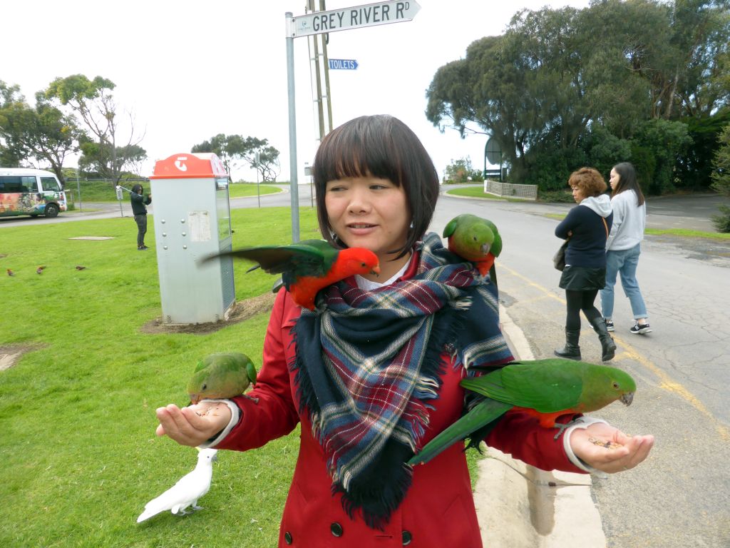 Miaomiao with Australian king parrots at the Kennett River Holiday Park