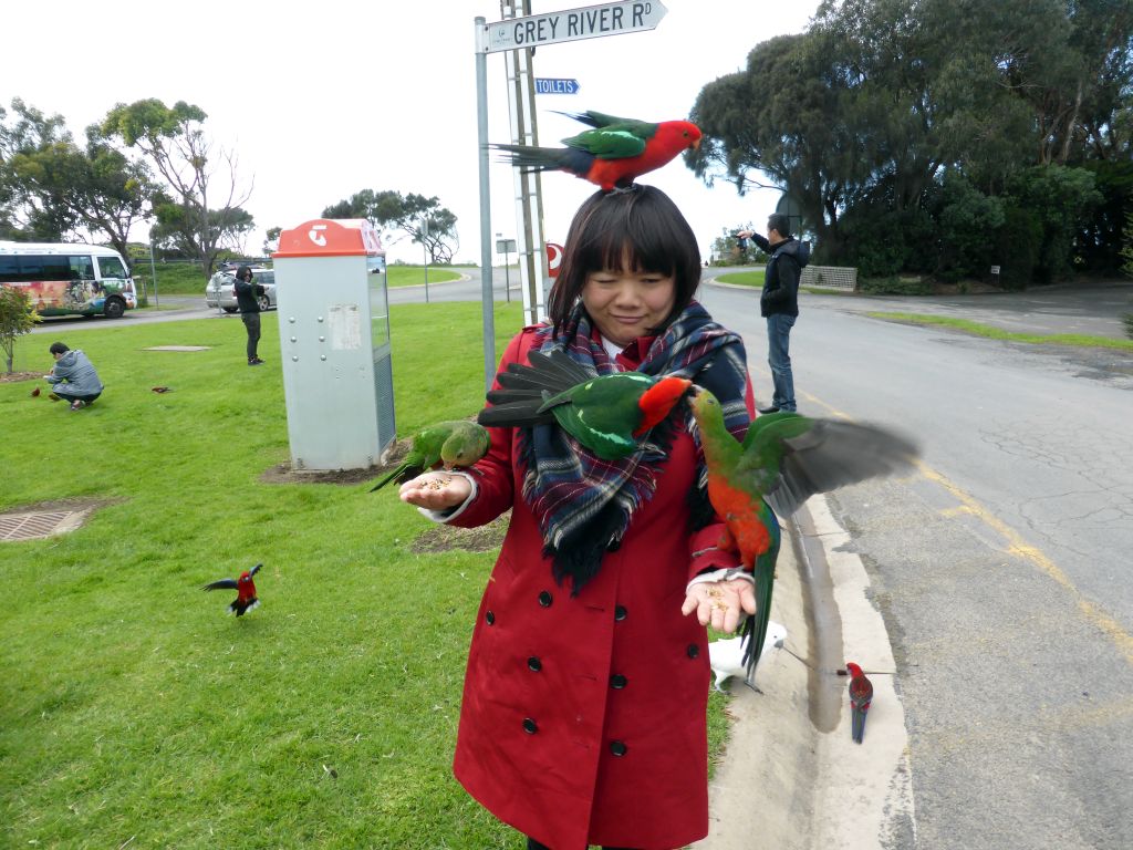 Miaomiao with Australian king parrots at the Kennett River Holiday Park