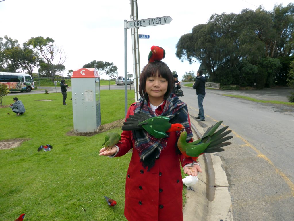 Miaomiao with Australian king parrots at the Kennett River Holiday Park