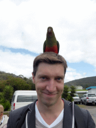 Tim with an Australian king parrot at the Kennett River Holiday Park