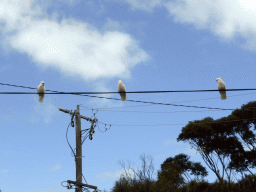 Sulphur-crested cockatoos on a wire at the Kennett River Holiday Park