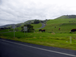 Houses and grasslands with cows near Skenes Creek, viewed from our tour bus on the Great Ocean Road