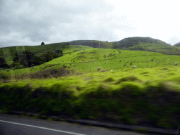 Grasslands with sheep near Skenes Creek, viewed from our tour bus on the Great Ocean Road