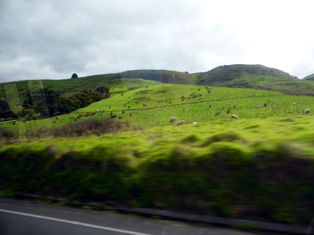 Grasslands with sheep near Skenes Creek, viewed from our tour bus on the Great Ocean Road