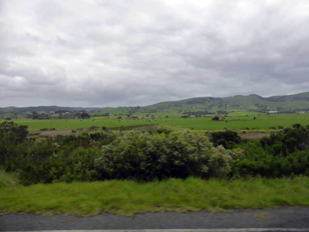 Grasslands with cows near Apollo Bay, viewed from our tour bus on the Great Ocean Road