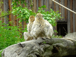 Barbary Macaques at the Taiga area at the GaiaZOO