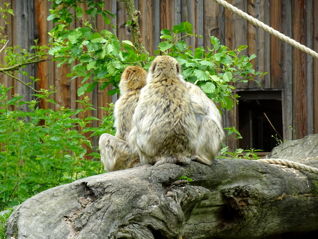 Barbary Macaques at the Taiga area at the GaiaZOO