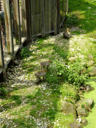 Barbary Macaques at the Taiga area at the GaiaZOO