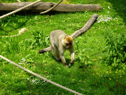 Barbary Macaque at the Taiga area at the GaiaZOO