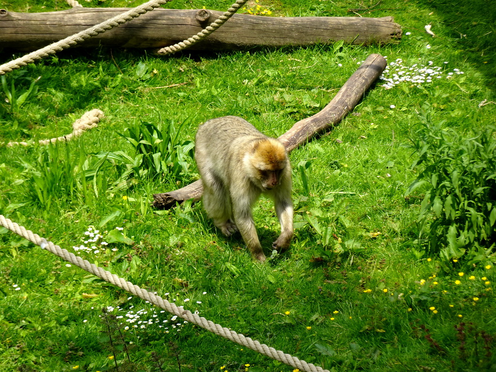 Barbary Macaque at the Taiga area at the GaiaZOO