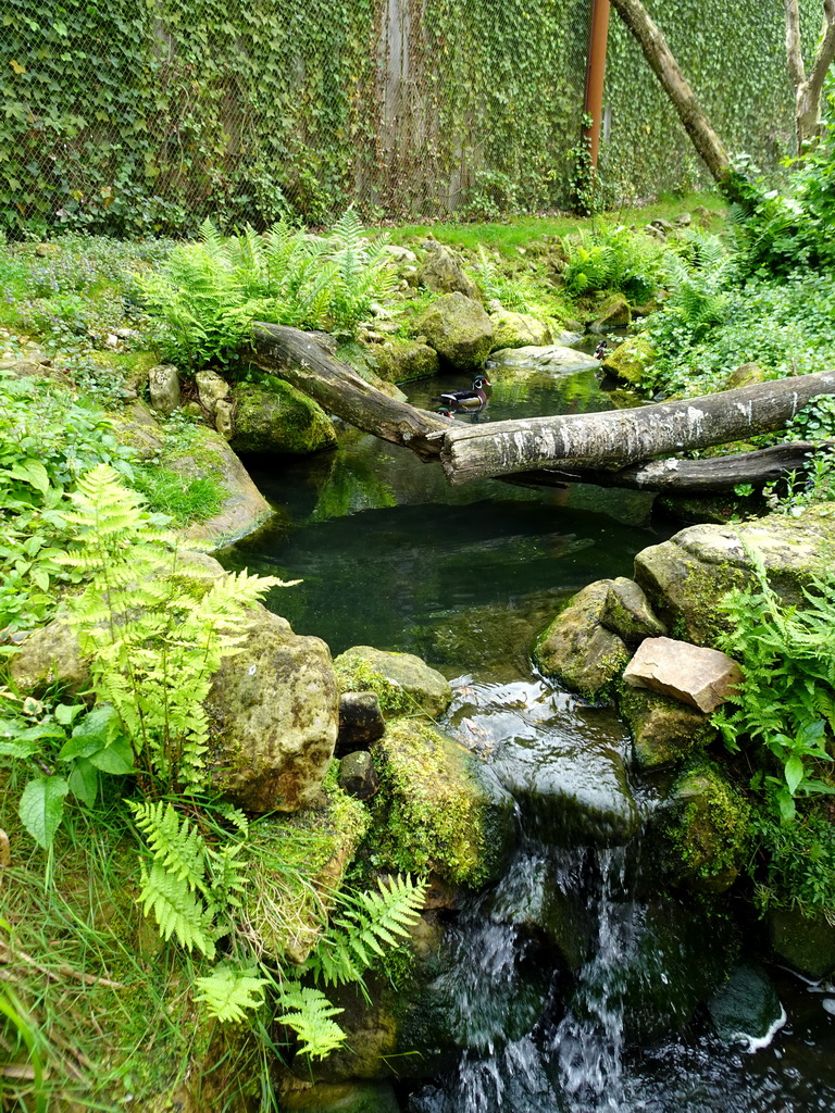 Waterfall and duck at the Vreemde Vogels Volière area at the Taiga area at the GaiaZOO