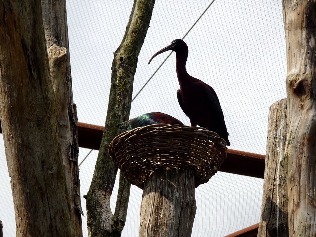 Puna Ibises at the Vreemde Vogels Volière area at the Taiga area at the GaiaZOO