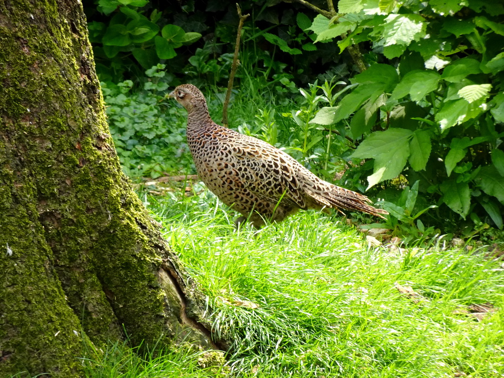 Pheasant at the Vreemde Vogels Volière area at the Taiga area at the GaiaZOO