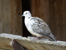 Pigeon at the Vreemde Vogels Volière area at the Taiga area at the GaiaZOO