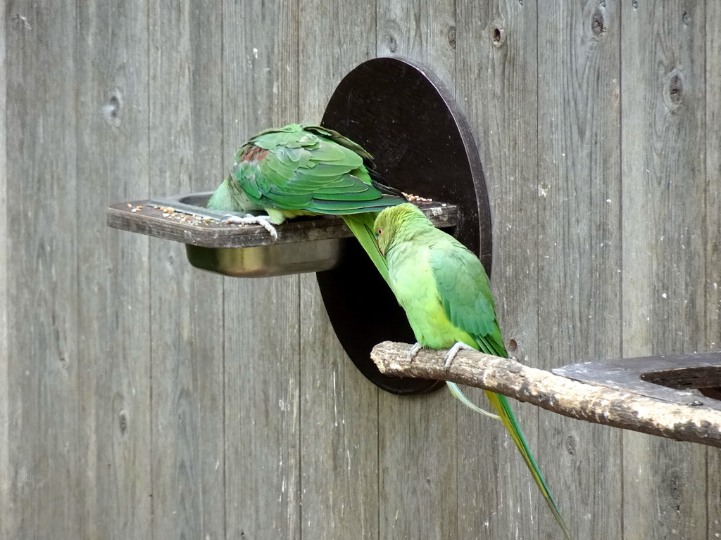 Parrots at the Vreemde Vogels Volière area at the Taiga area at the GaiaZOO