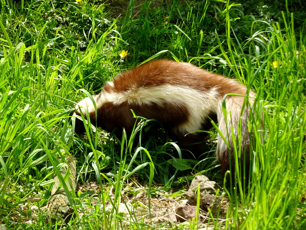 Skunk at the WolvenVallei area at the Taiga area at the GaiaZOO