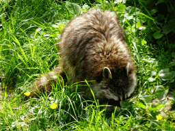Raccoon at the WolvenVallei area at the Taiga area at the GaiaZOO
