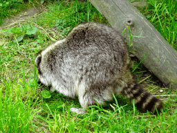 Raccoon at the WolvenVallei area at the Taiga area at the GaiaZOO