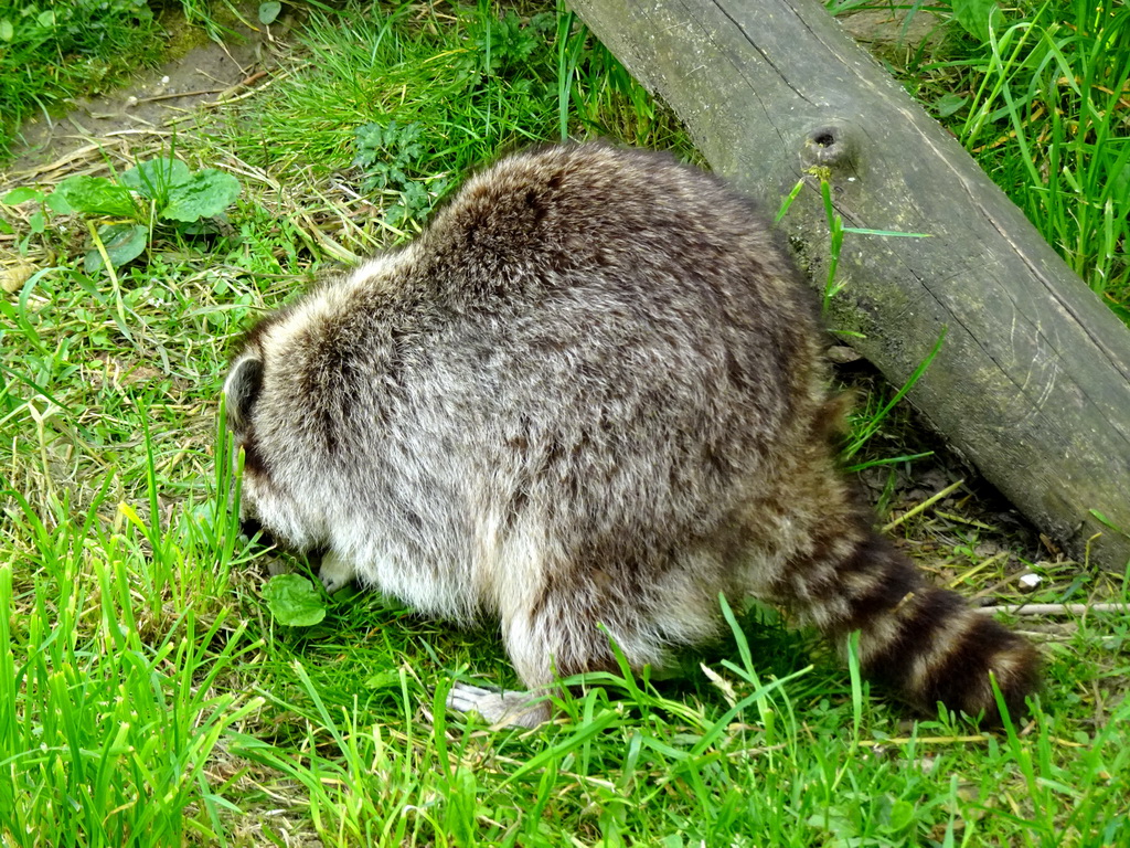 Raccoon at the WolvenVallei area at the Taiga area at the GaiaZOO