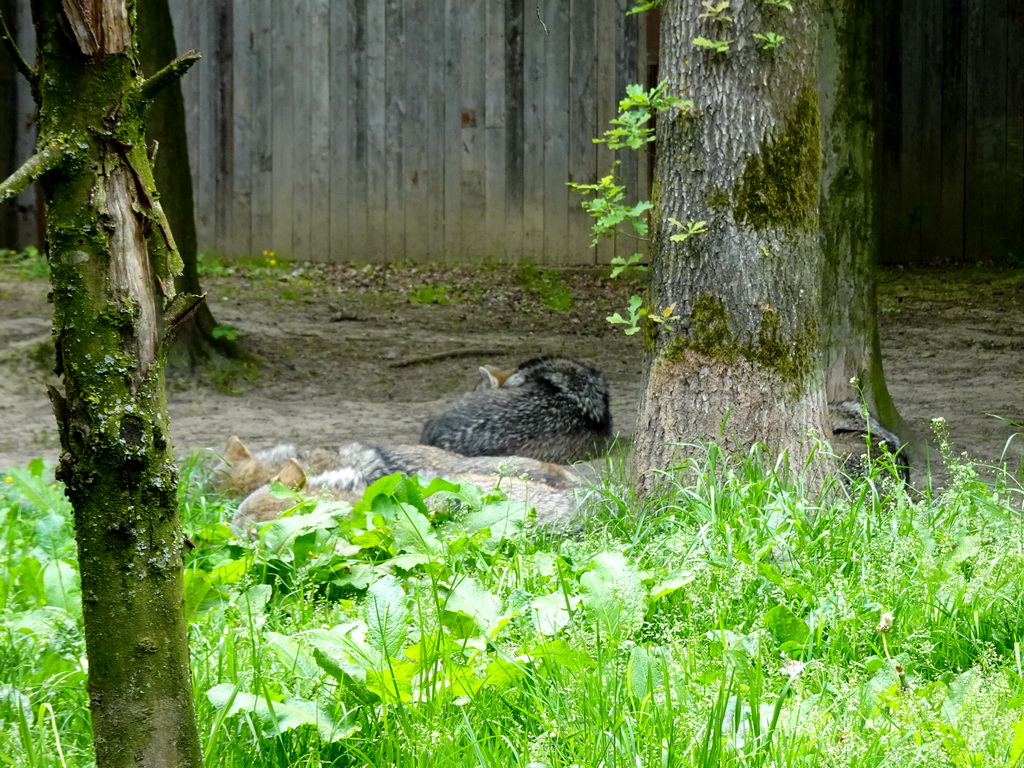 Wolves at the WolvenVallei area at the Taiga area at the GaiaZOO