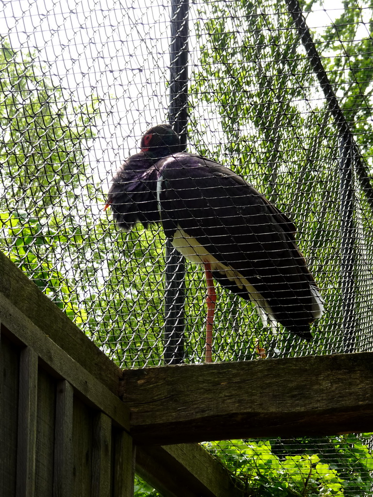 Black Stork at the SchUILhut area at the Taiga area at the GaiaZOO