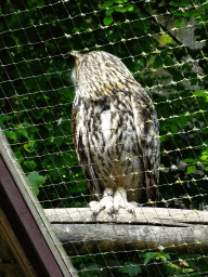 Eurasian Eagle-owl at the SchUILhut area at the Taiga area at the GaiaZOO