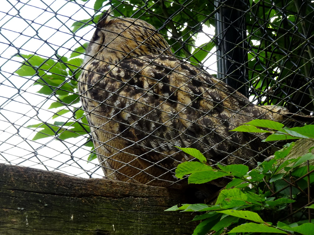 Eurasian Eagle-owl at the SchUILhut area at the Taiga area at the GaiaZOO