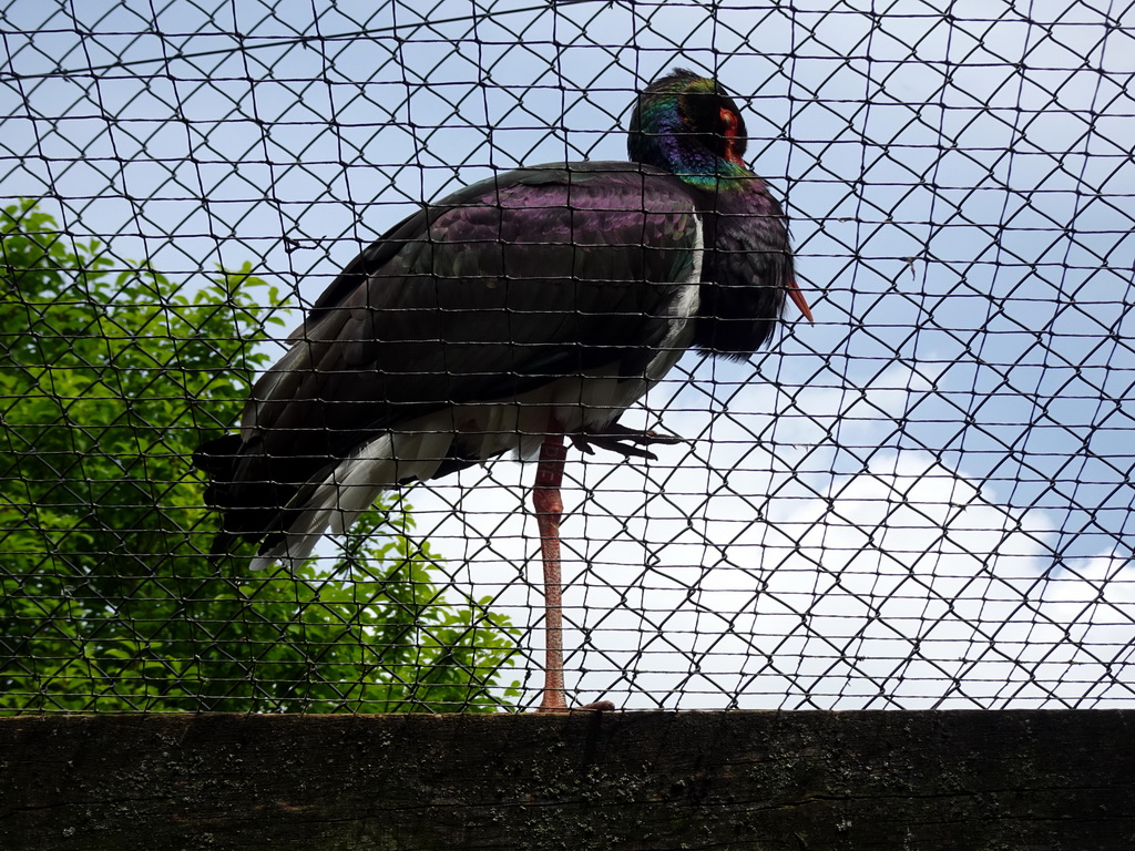 Black Stork at the SchUILhut area at the Taiga area at the GaiaZOO