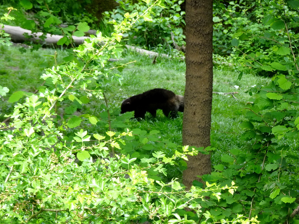 Wolverine at the Taiga area at the GaiaZOO