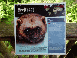 Explanation on the Wolverine at the Taiga area at the GaiaZOO