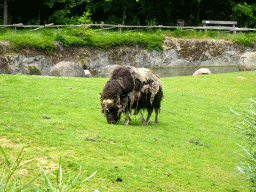 Muskox at the Taiga area at the GaiaZOO