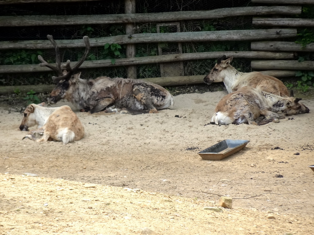 Reindeer at the Taiga area at the GaiaZOO