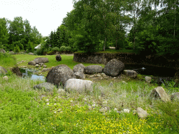 Muskox at the Taiga area at the GaiaZOO