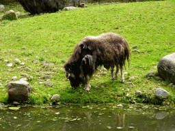 Muskox at the Taiga area at the GaiaZOO