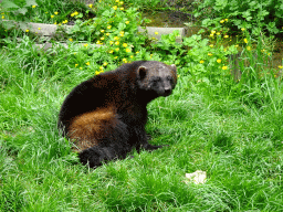 Wolverine at the Taiga area at the GaiaZOO