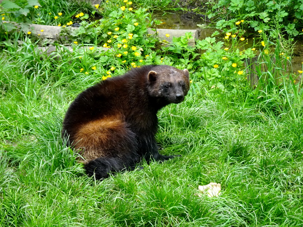 Wolverine at the Taiga area at the GaiaZOO