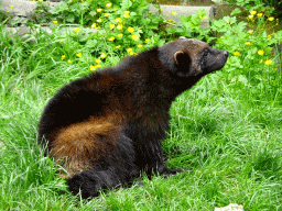 Wolverine at the Taiga area at the GaiaZOO