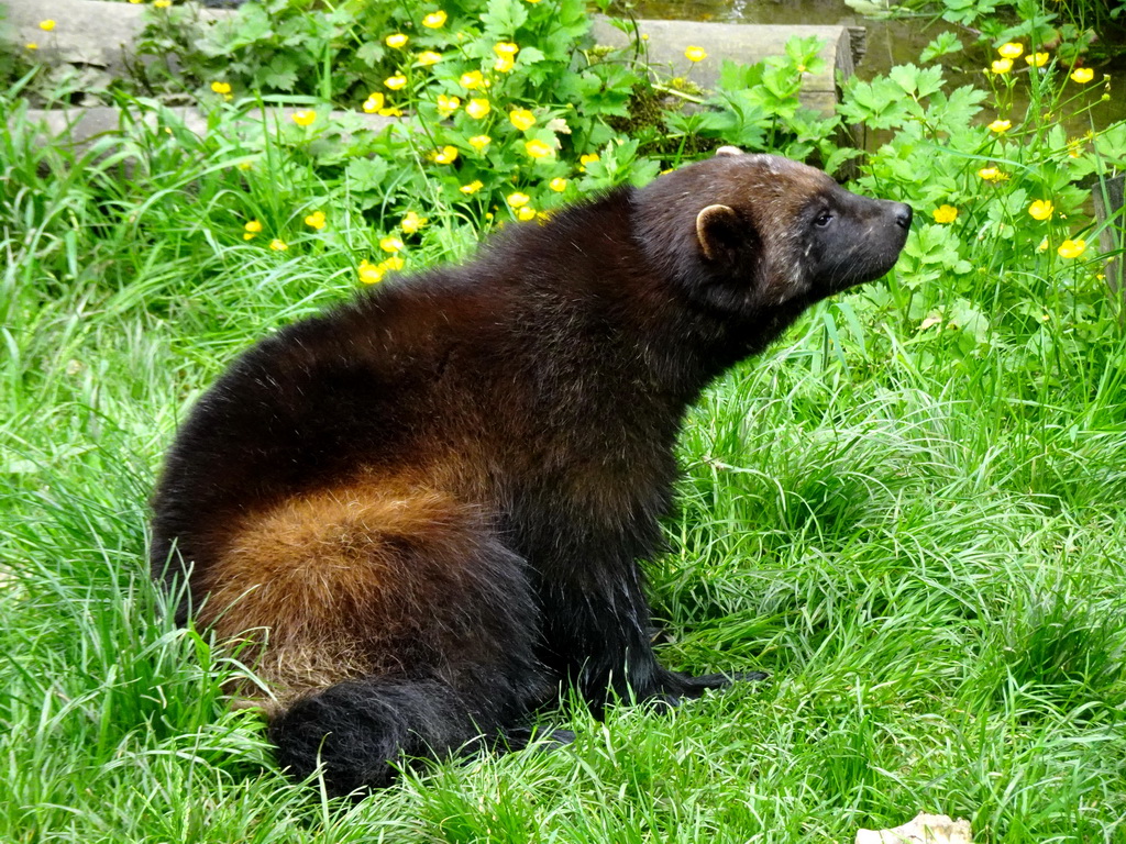 Wolverine at the Taiga area at the GaiaZOO