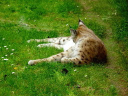 Lynx at the Taiga area at the GaiaZOO