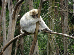 Barbary Macaque at the Taiga area at the GaiaZOO, viewed from the viewing platform