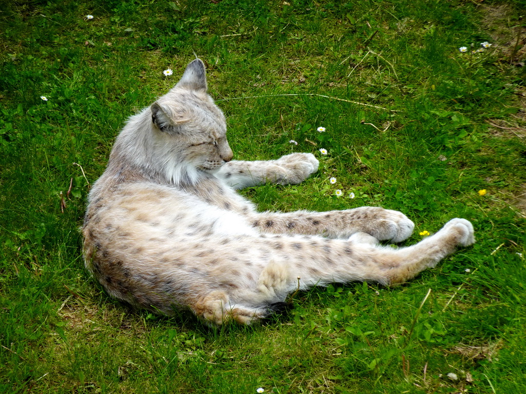 Lynx at the Taiga area at the GaiaZOO, viewed from the viewing platform