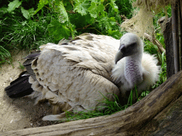 Griffon Vulture at the Aviary at the Taiga area at the GaiaZOO