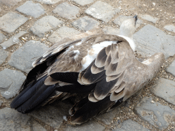 Griffon Vulture at the Aviary at the Taiga area at the GaiaZOO